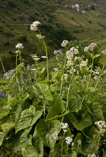 Caucasian Valerian