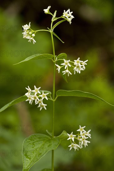 Swallow-wort