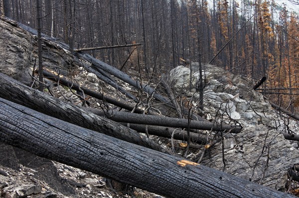 Charred logs burnt by forest fire