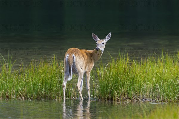 White-tailed deer