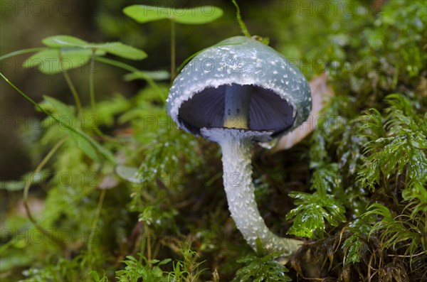 Verdigris agaric