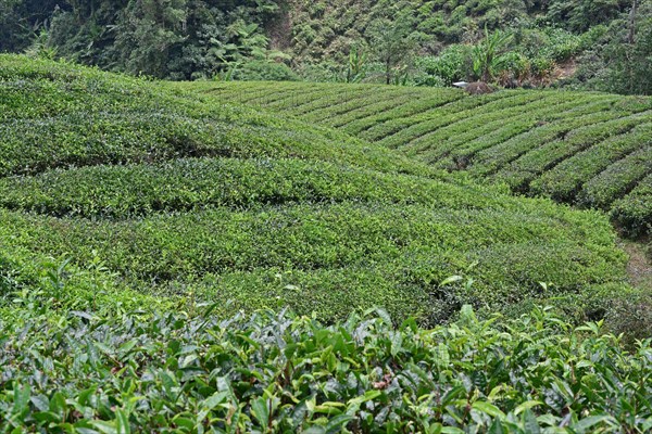 Tea Plantation