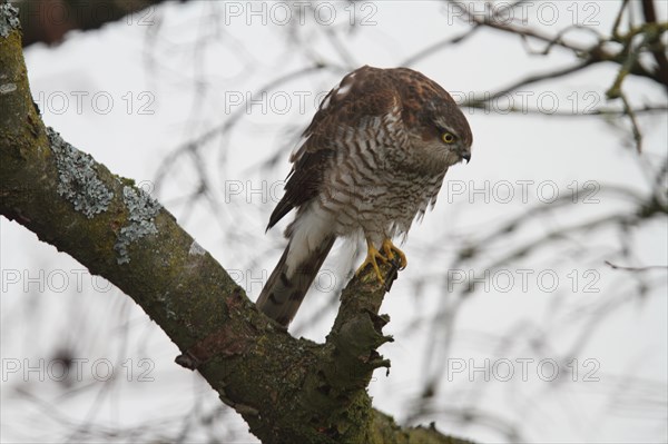 Eurasian sparrowhawk