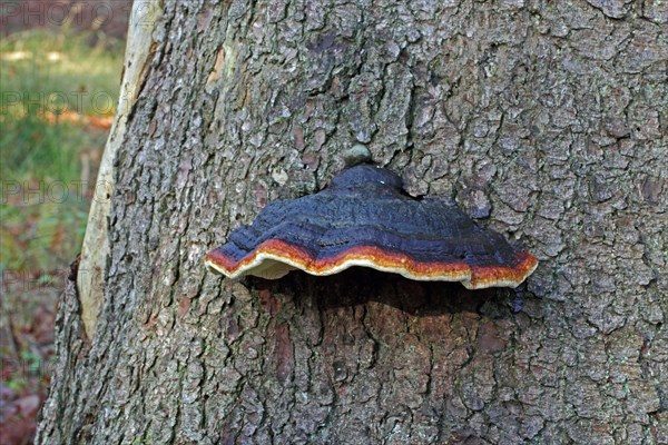 Red Banded Polypore