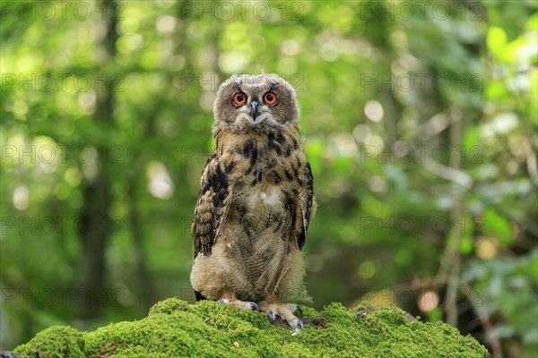 Eagle Owl