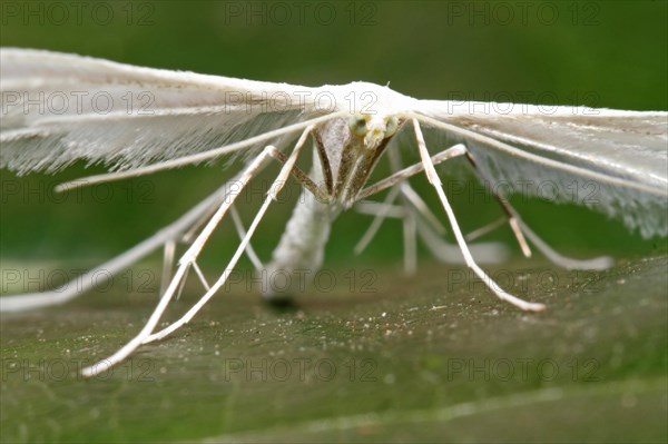 feather ghost