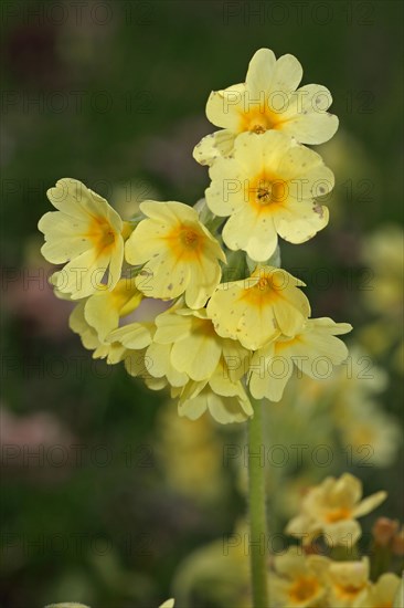 Forest Cowslip