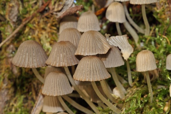 Fairy Ink Cap