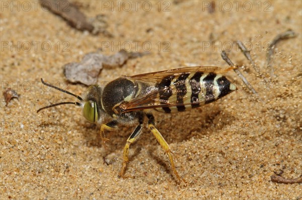 Beaked gyro wasp