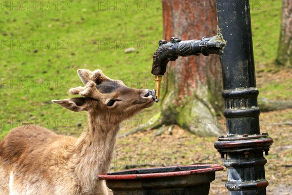 Fallow Deer