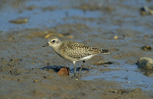 European golden plover