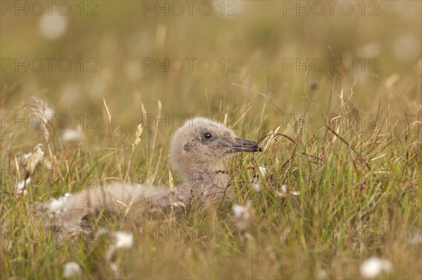 Great Skua