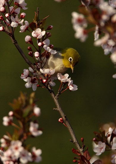 Chestnut-flanked White-eye