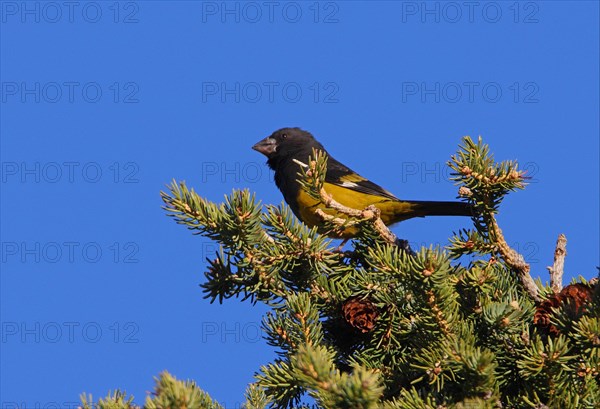 White-winged Grosbeak