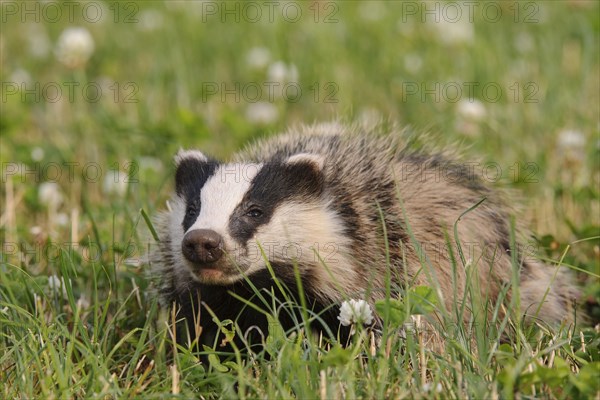 Eurasian Badger