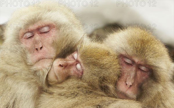 Japanese Macaque