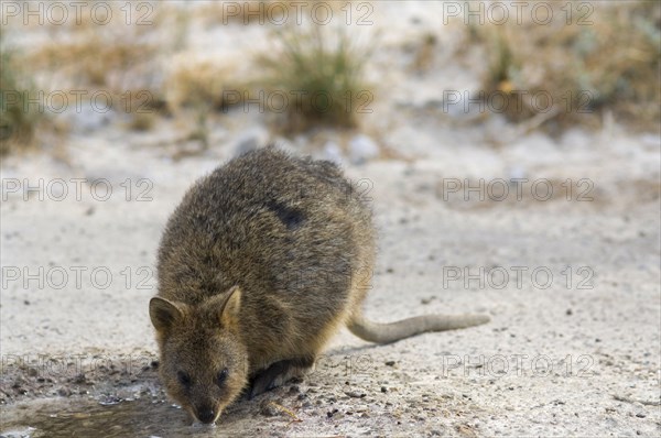 Quokka