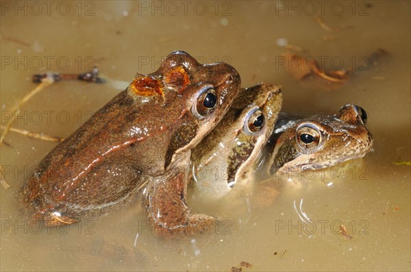 Italian agile frogs