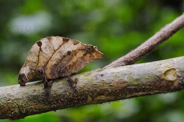 Boulenger's Pygmy Chameleon