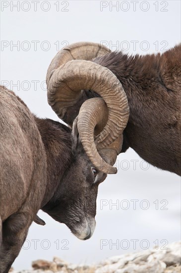 Bighorn sheep