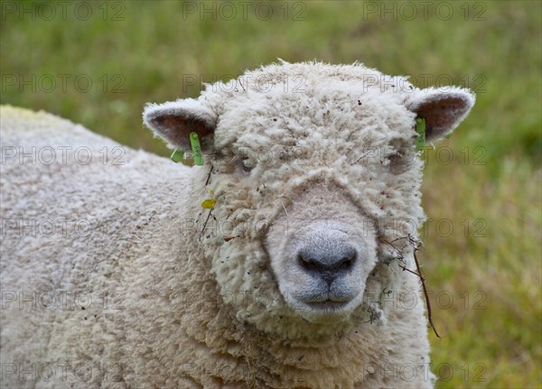 Domestic Sheep