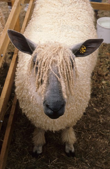 Domestic sheep