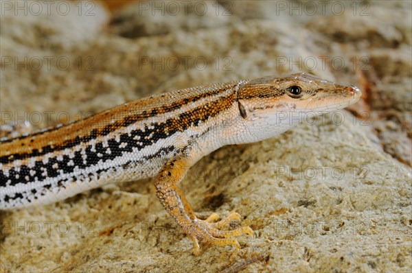 Socotran Wall Lizard