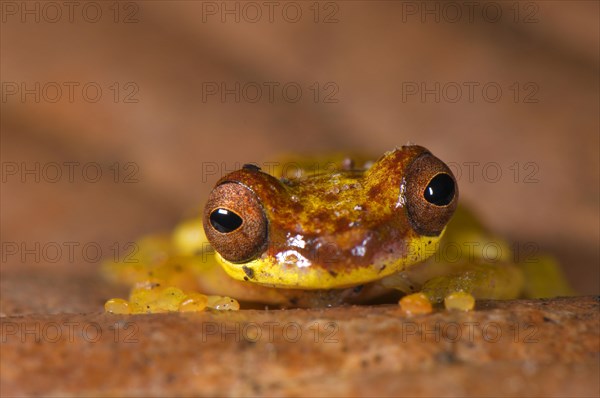 Red-shouldered tree frog