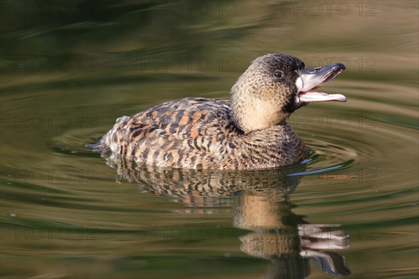 White-backed Duck