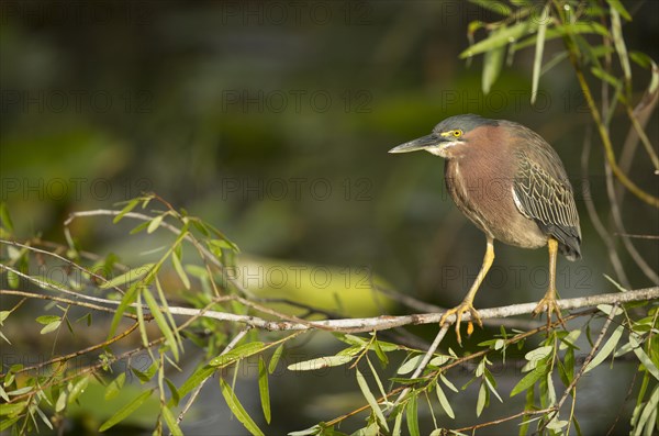 Green Heron