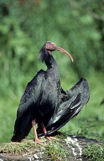 Bald Ibis