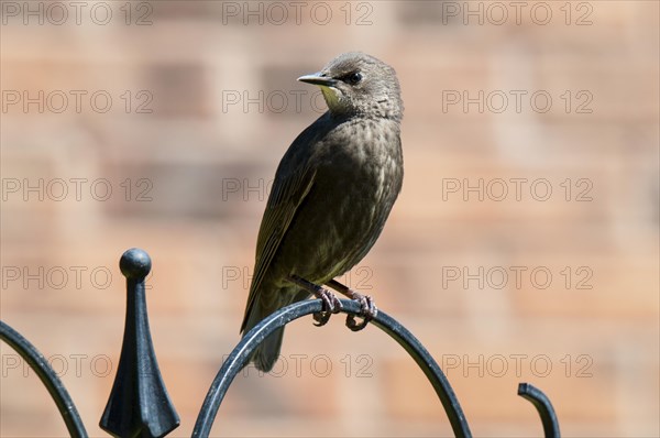 Young juvenile common starling