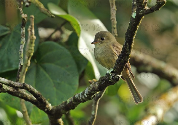 Jamaican Pewee Contopus palli