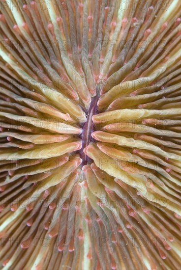 Mushroom Coral