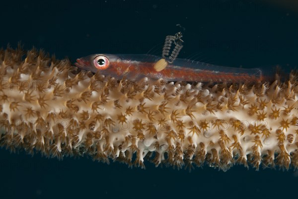 Large Whip Goby