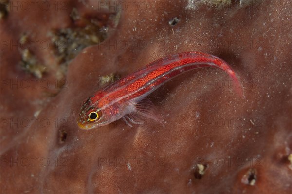 Common Ghostgoby