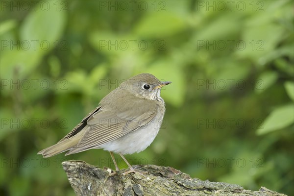 Grey-cheeked Thrush