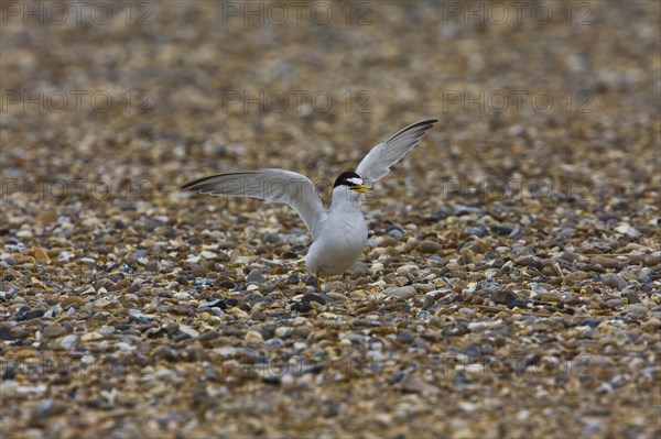 Little Tern