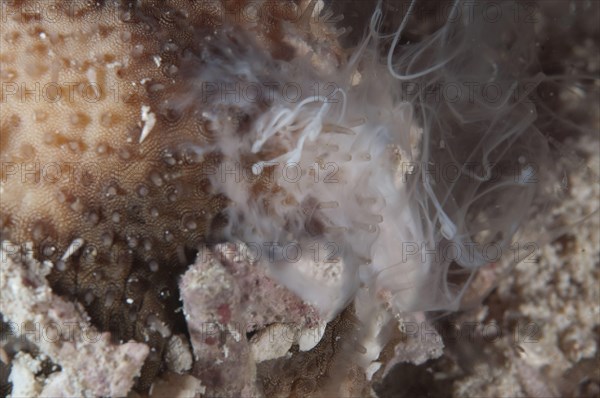 Brown sandfish