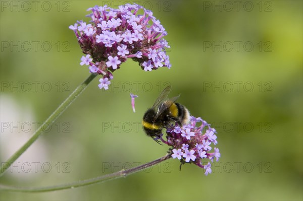 Buff-tailed Bumblebee