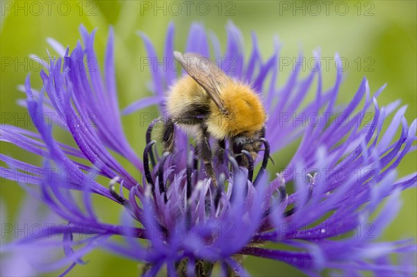 Moss Carder Bee