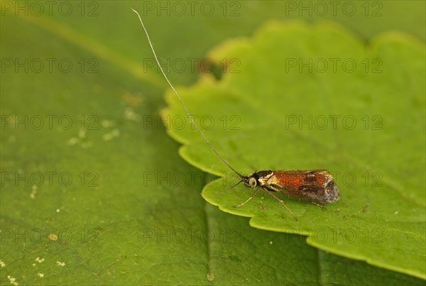 Horehound Longhorn Moth