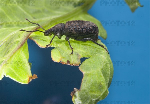 Black Vine Weevil