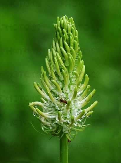 Spiked Rampion