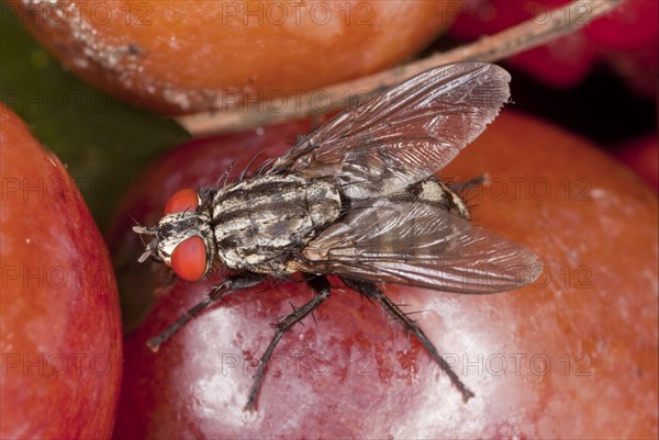 Grey flesh fly