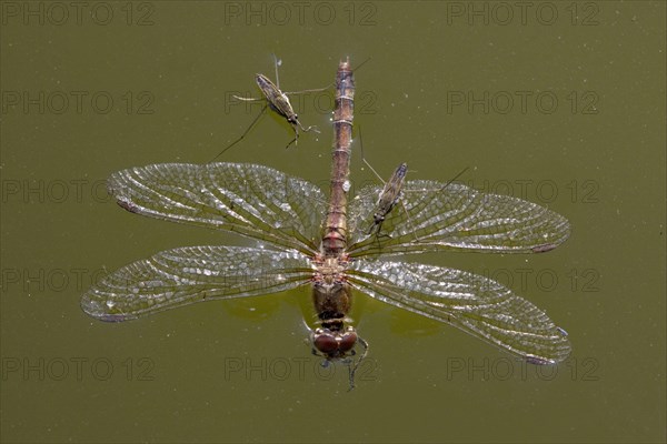 Common pond skater