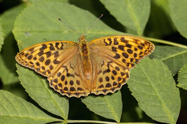 Silver-washed fritillary