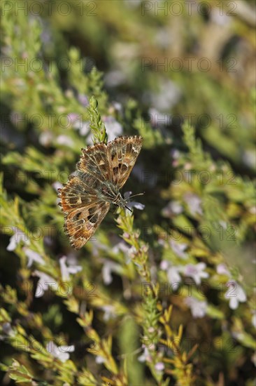 Mallow skipper