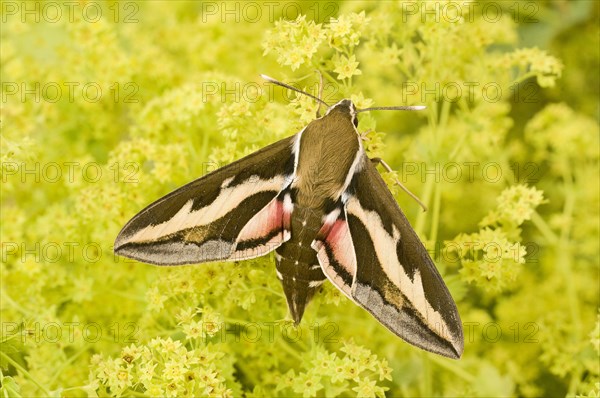 Bedstraw