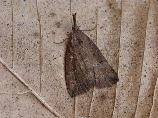 Hop Scops Owl